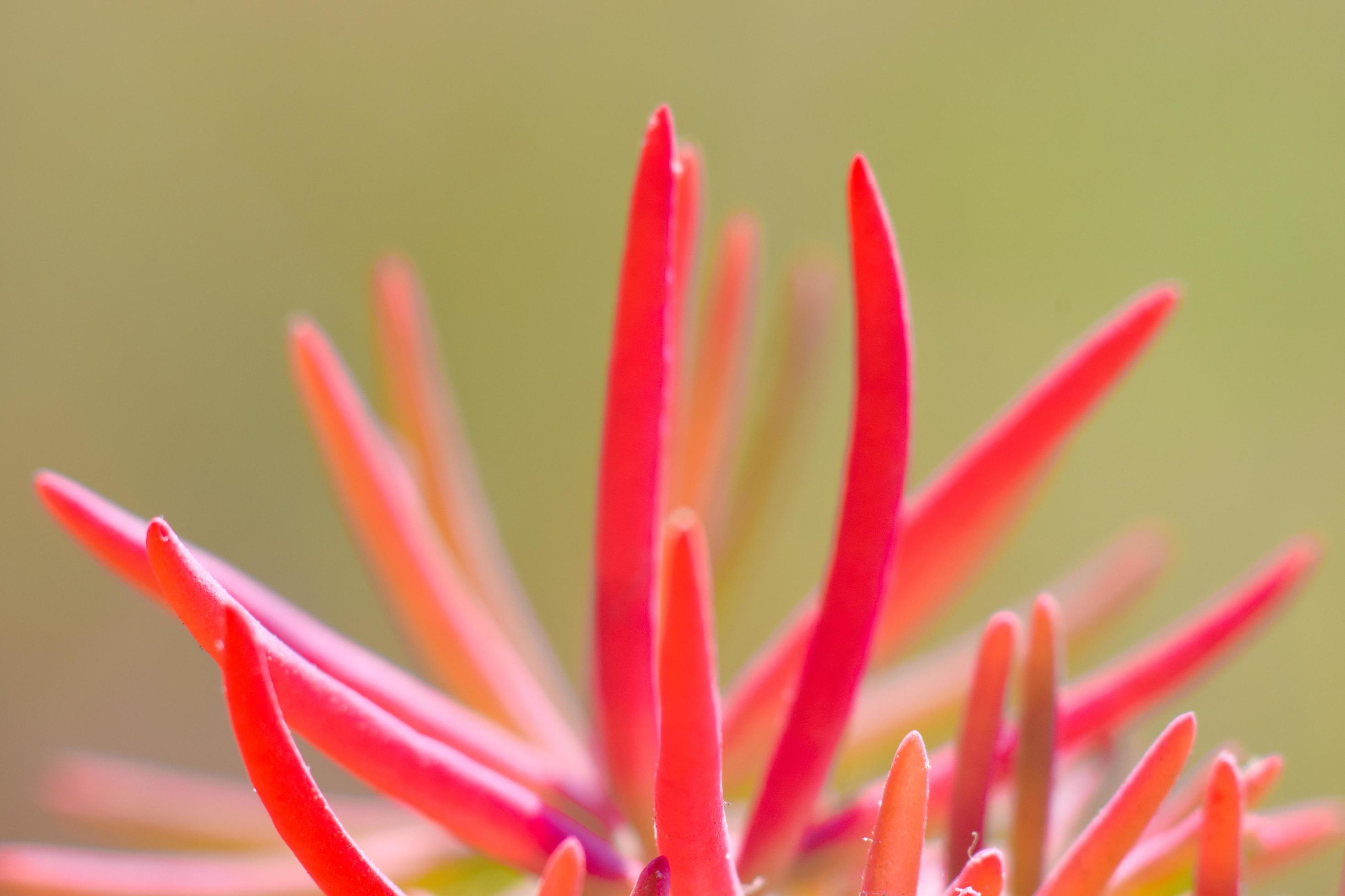 Beautiful red grass 3639564 Stock Photo at Vecteezy