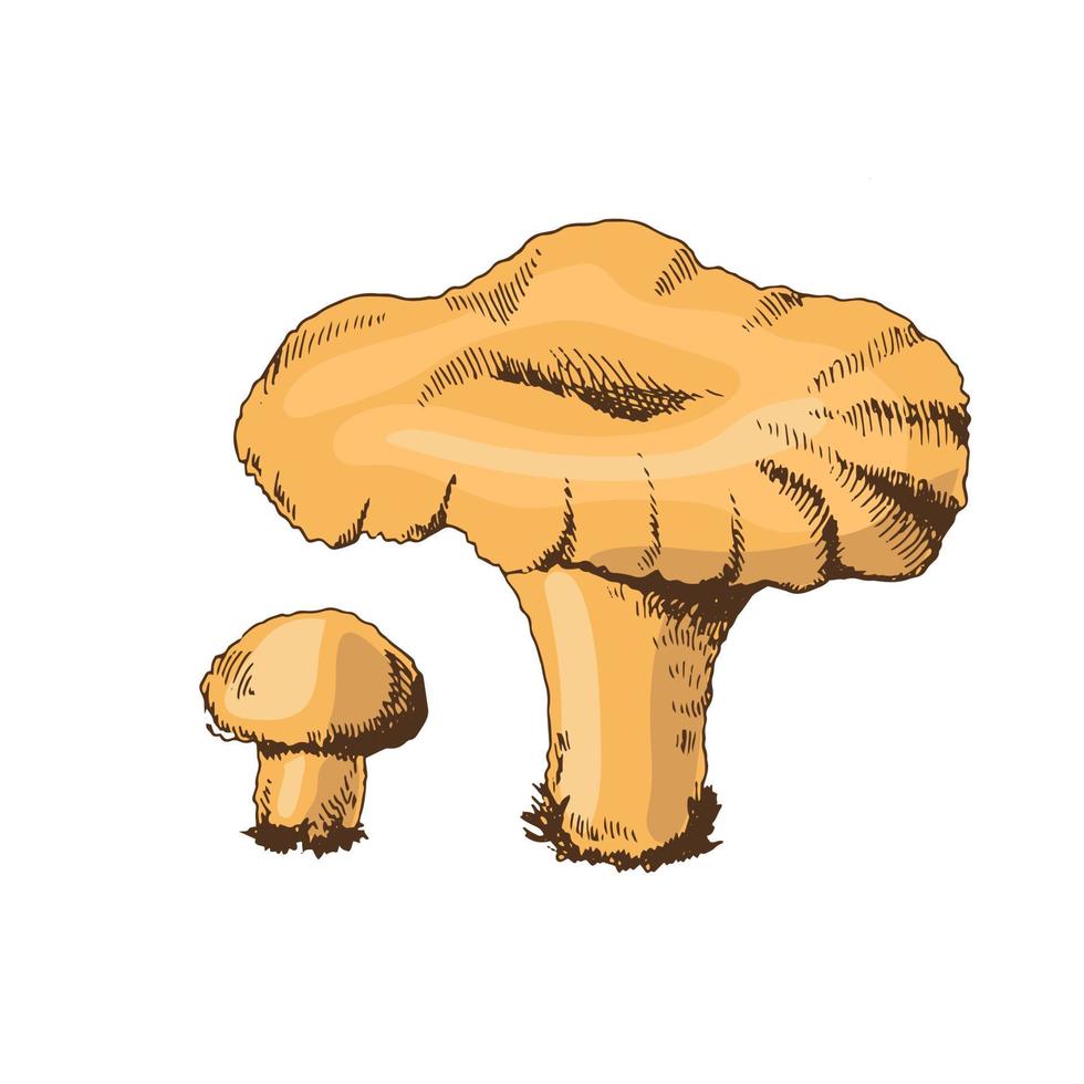 A hand-drawn sketch of chanterelle mushrooms. Vector vintage illustration. Drawing with an ink pen. Vintage sketch style on a white background.