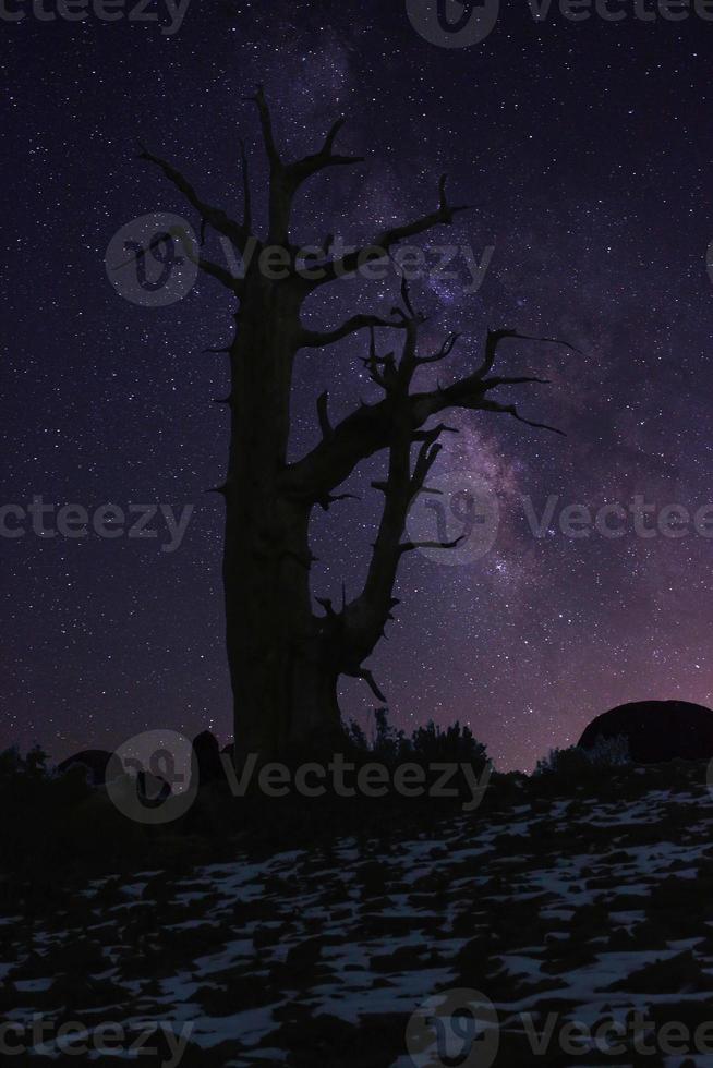 paisaje pintado de luz de estrellas en pinos bristlecone foto