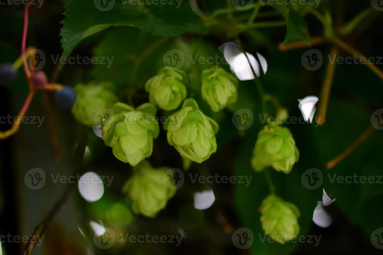 Fresh hop cones on a sunny autumn day. Selective focus photo