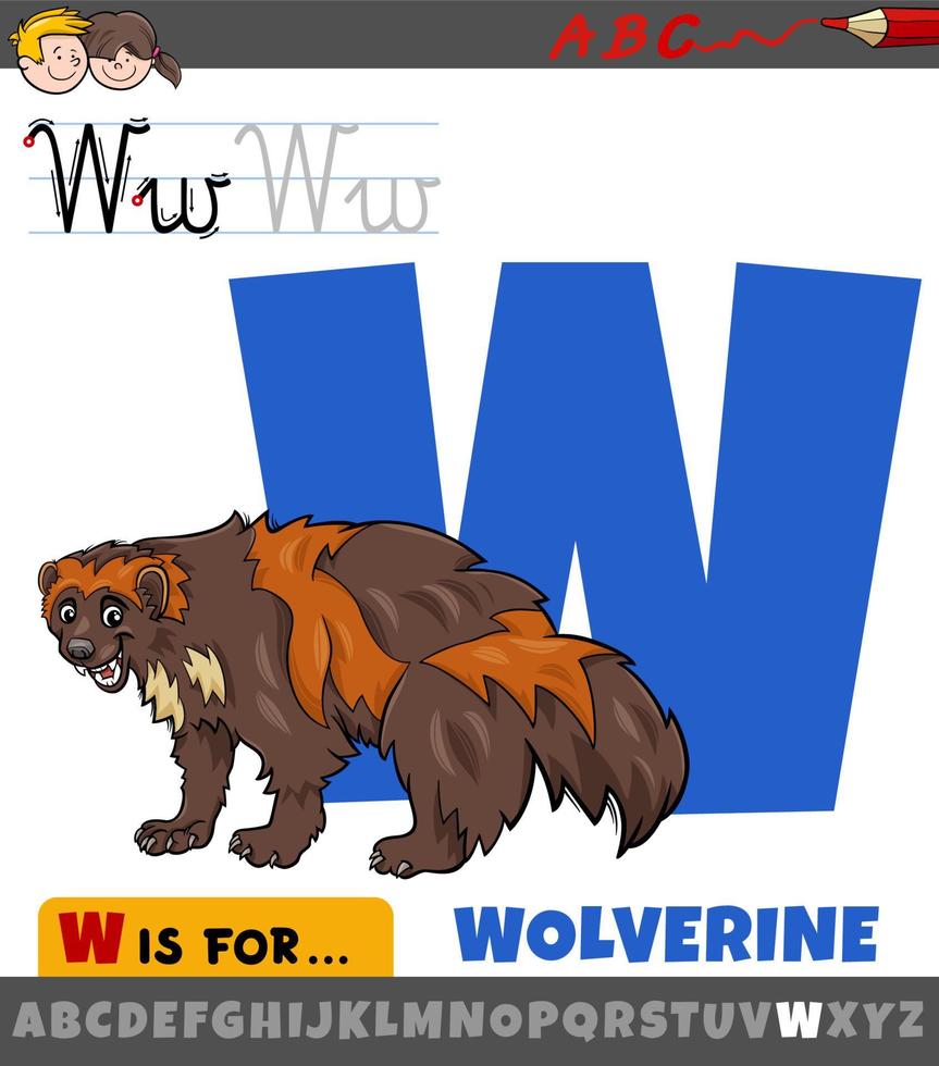 Letra w del alfabeto con personaje animal de dibujos animados wolverine vector