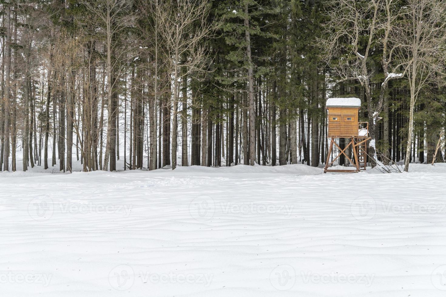 Dusk and colors of the snowy forest. Snow and cold. photo