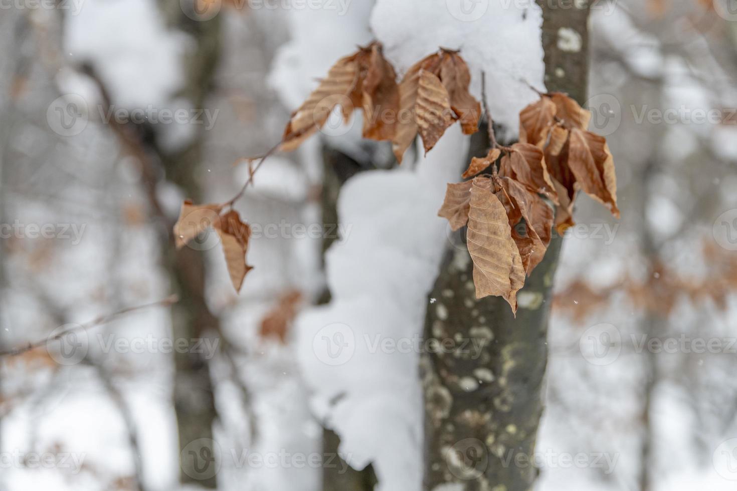 Dusk and colors of the snowy forest. Snow and cold. photo