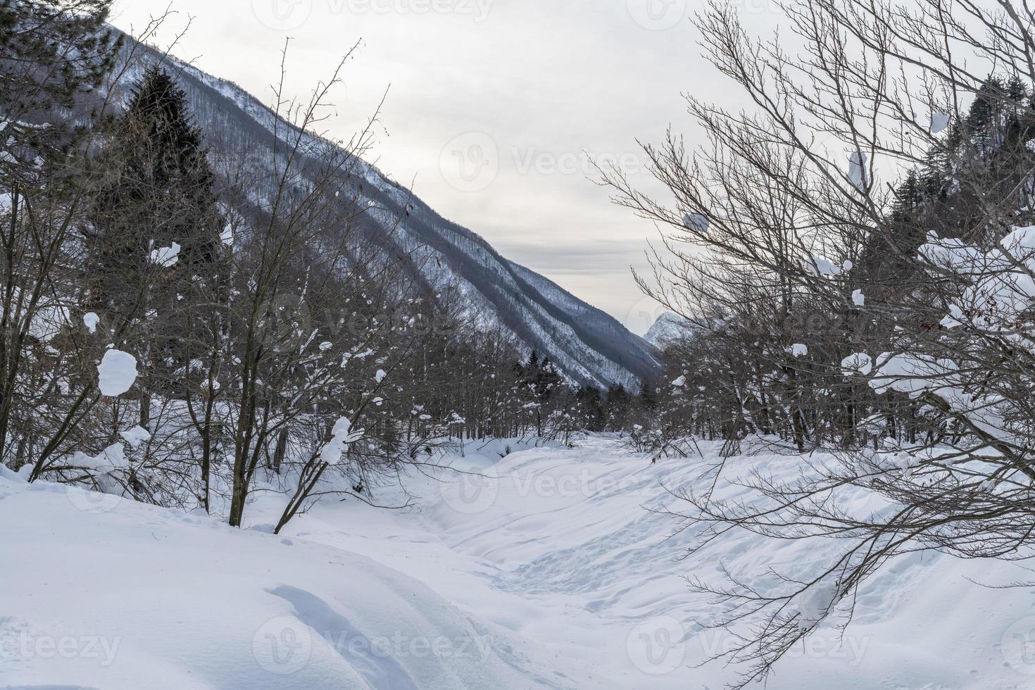 crepúsculo y colores del bosque nevado. nieve y frio. foto