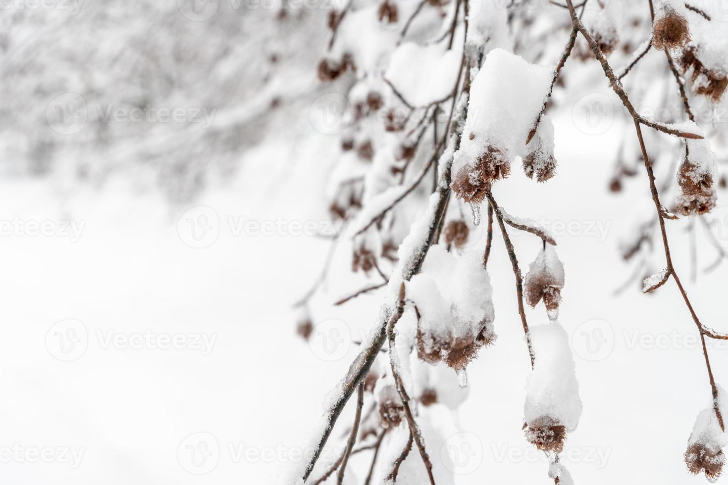 Dusk and colors of the snowy forest. Snow and cold. photo