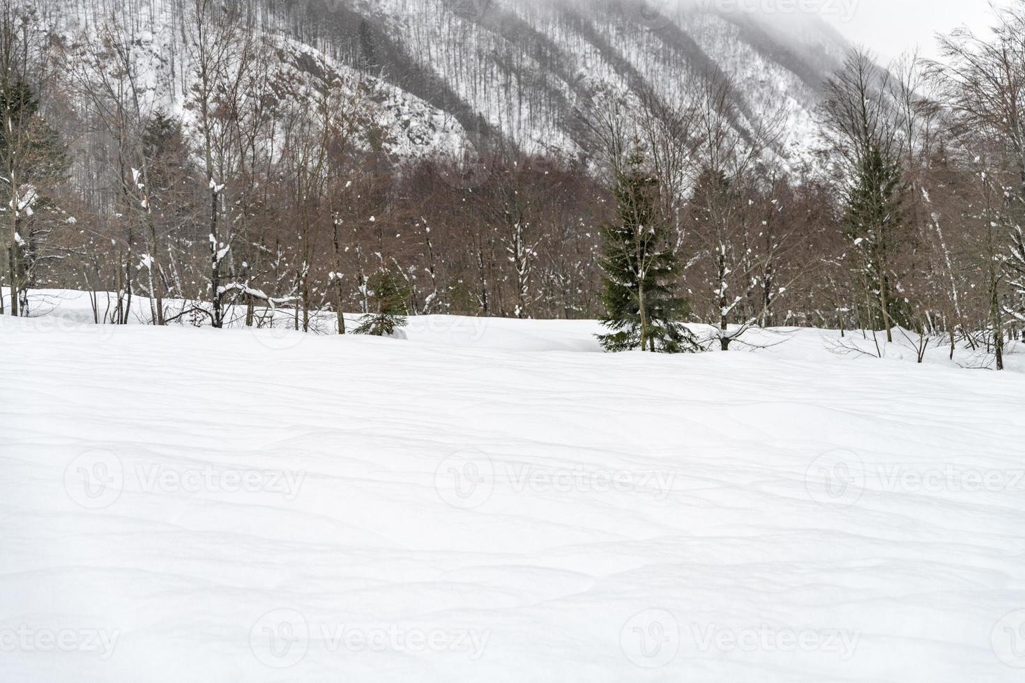 Dusk and colors of the snowy forest. Snow and cold. photo