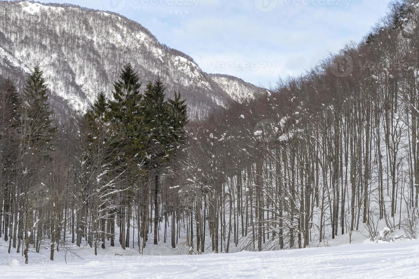 Dusk and colors of the snowy forest. Snow and cold. photo