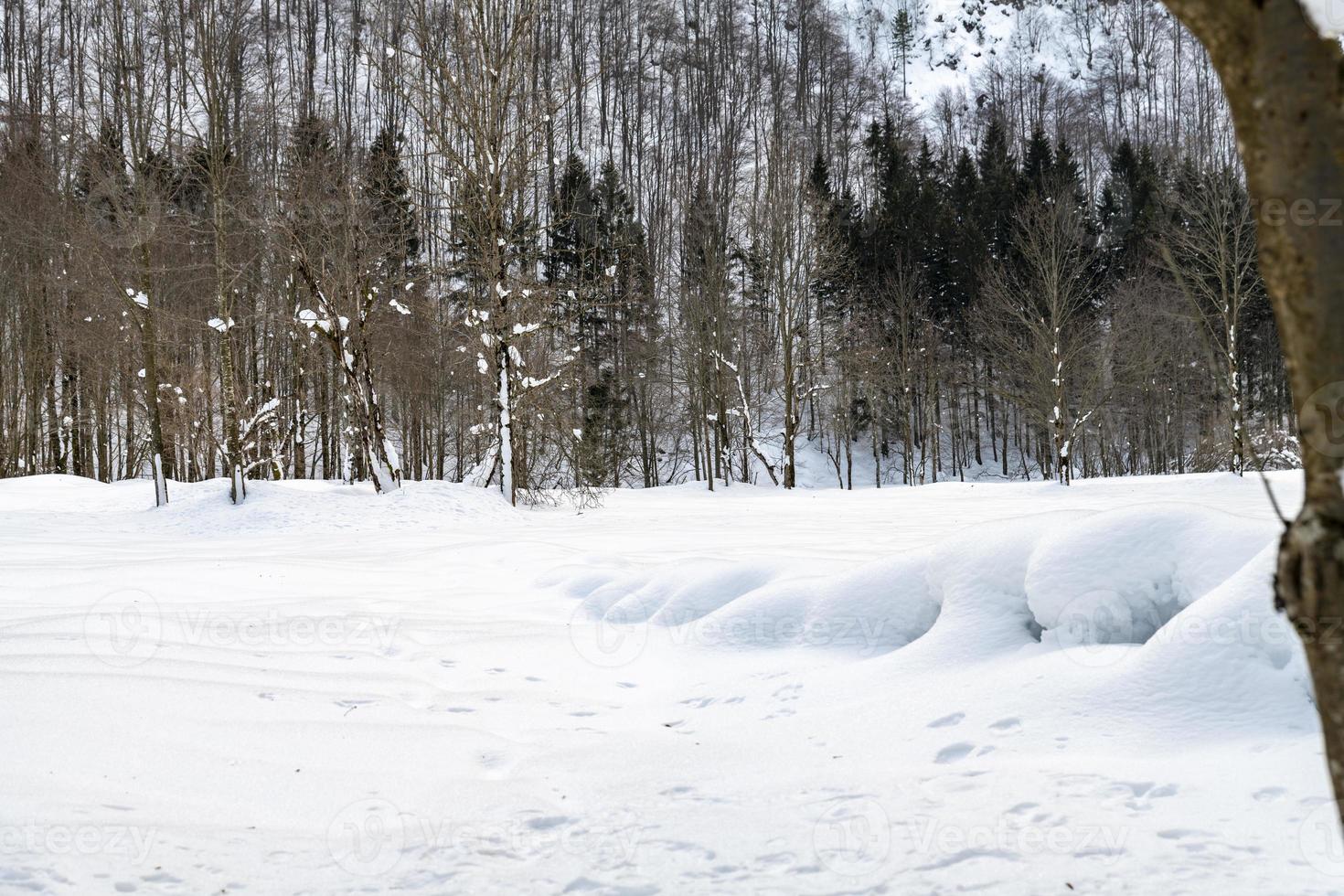 Dusk and colors of the snowy forest. Snow and cold. photo