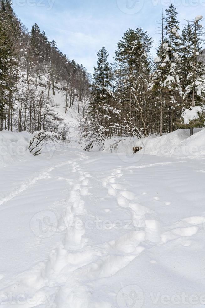 Dusk and colors of the snowy forest. Snow and cold. photo