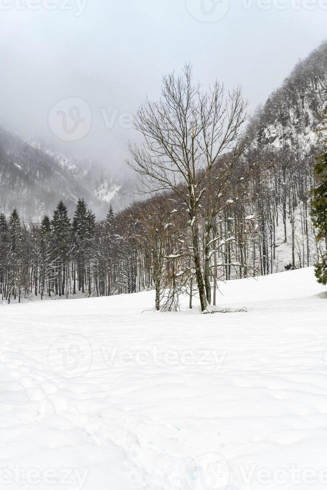 Dusk and colors of the snowy forest. Snow and cold. photo