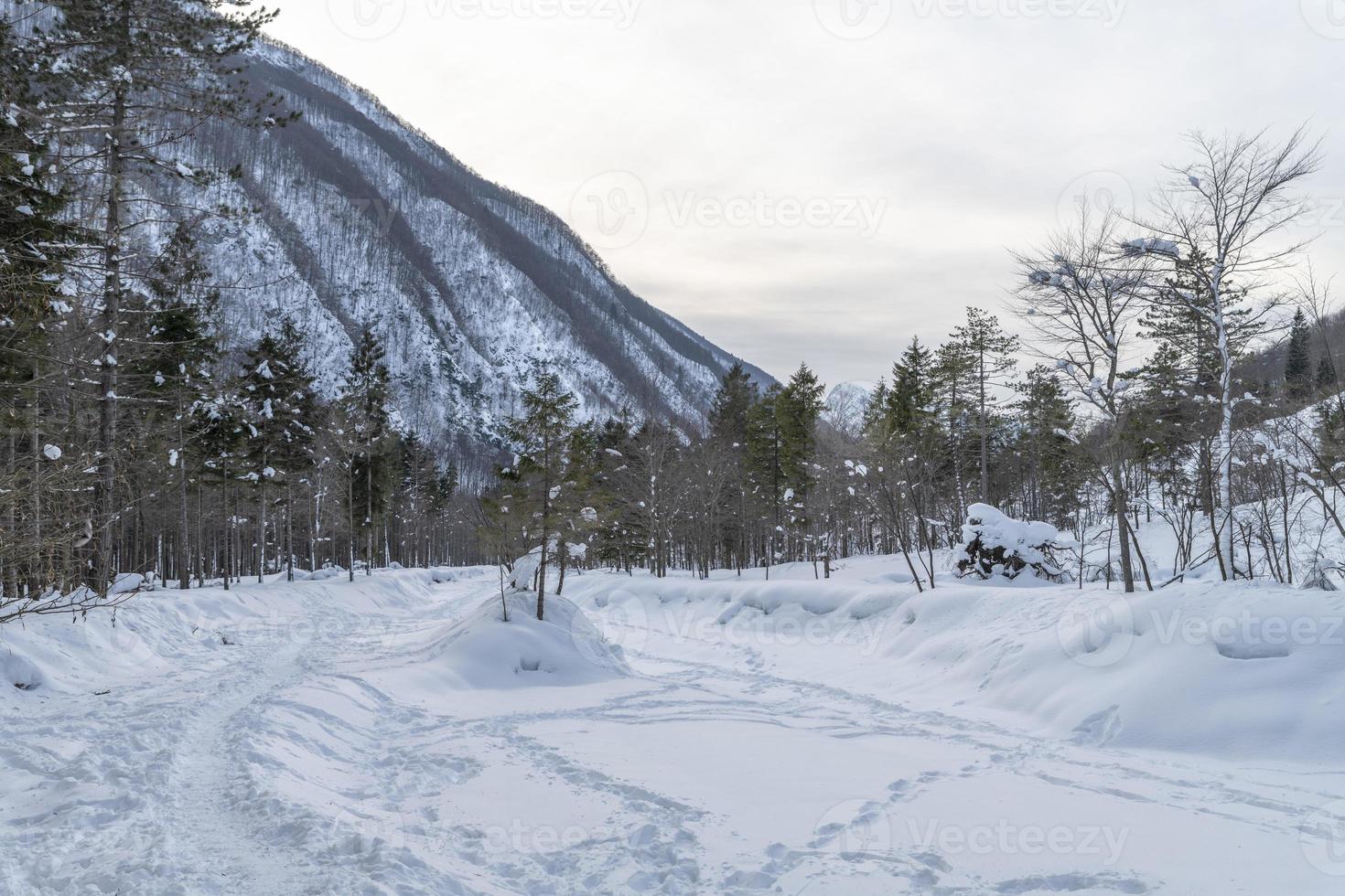 Dusk and colors of the snowy forest. Snow and cold. photo