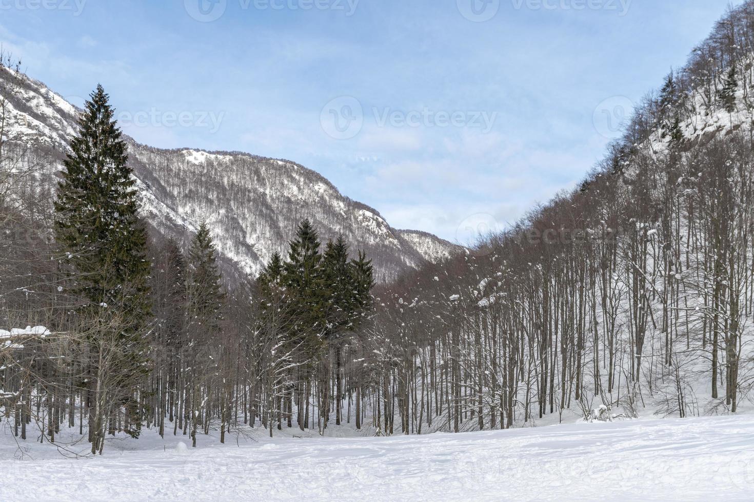 Dusk and colors of the snowy forest. Snow and cold. photo