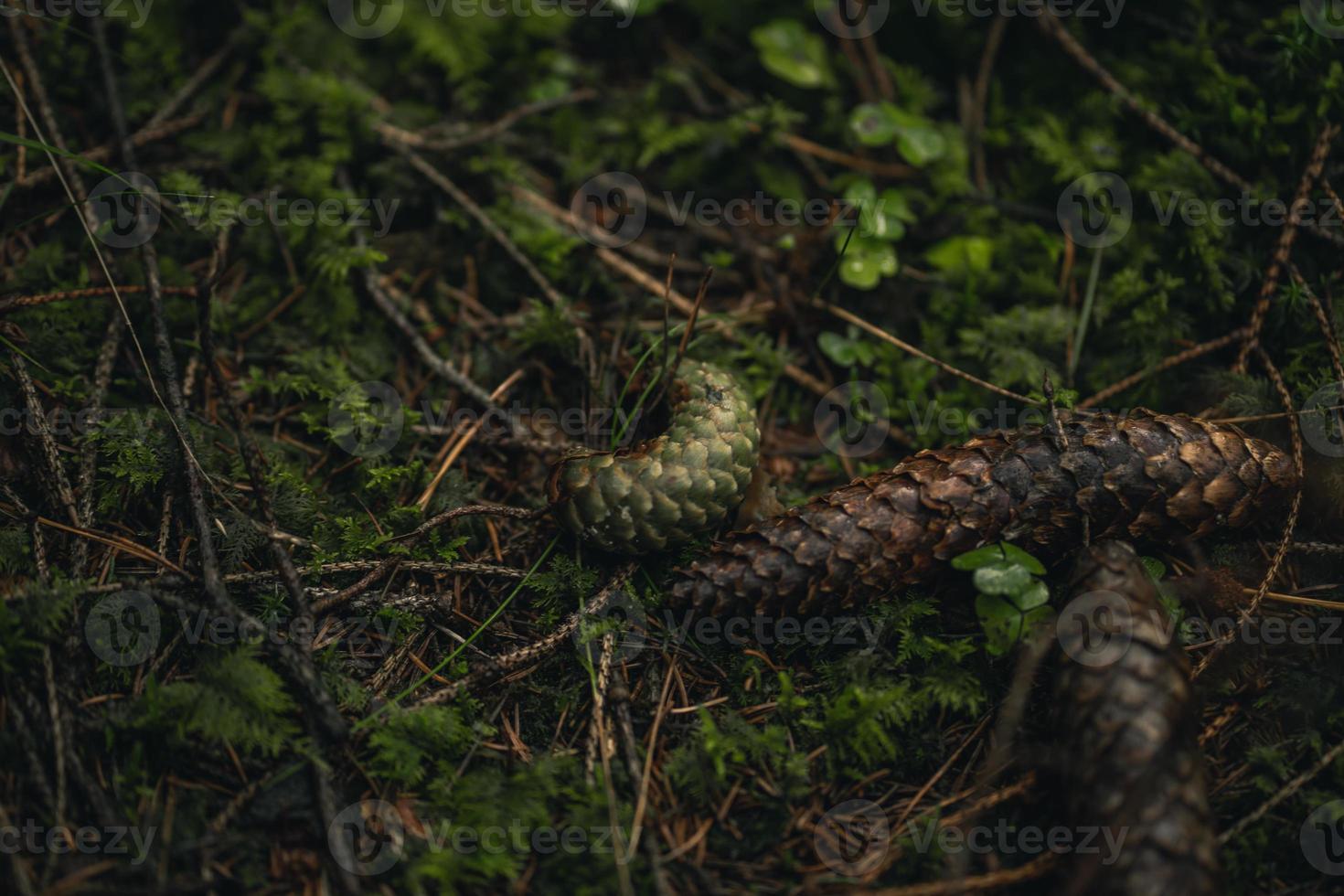 green pine cone on ground photo