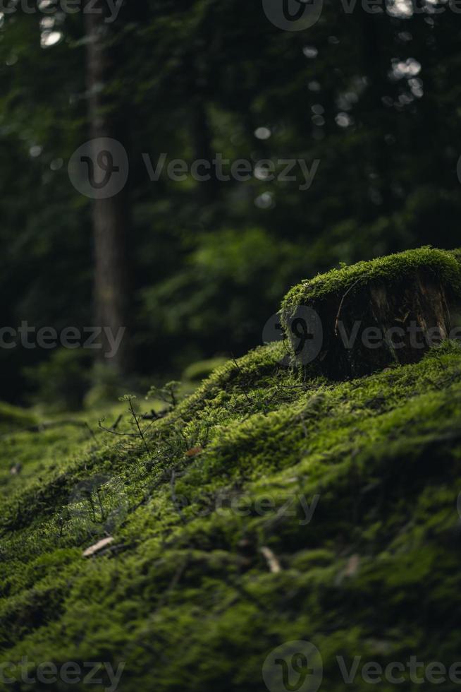 green moss on brown tree trunk photo