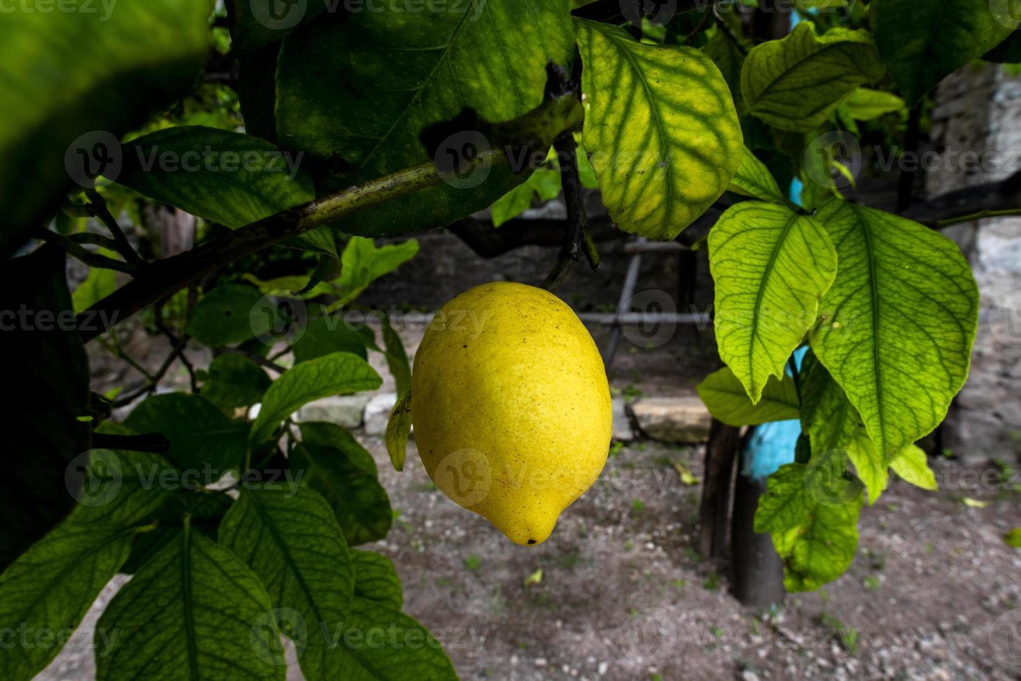 2021 08 01 Gargnano lemon 1 photo