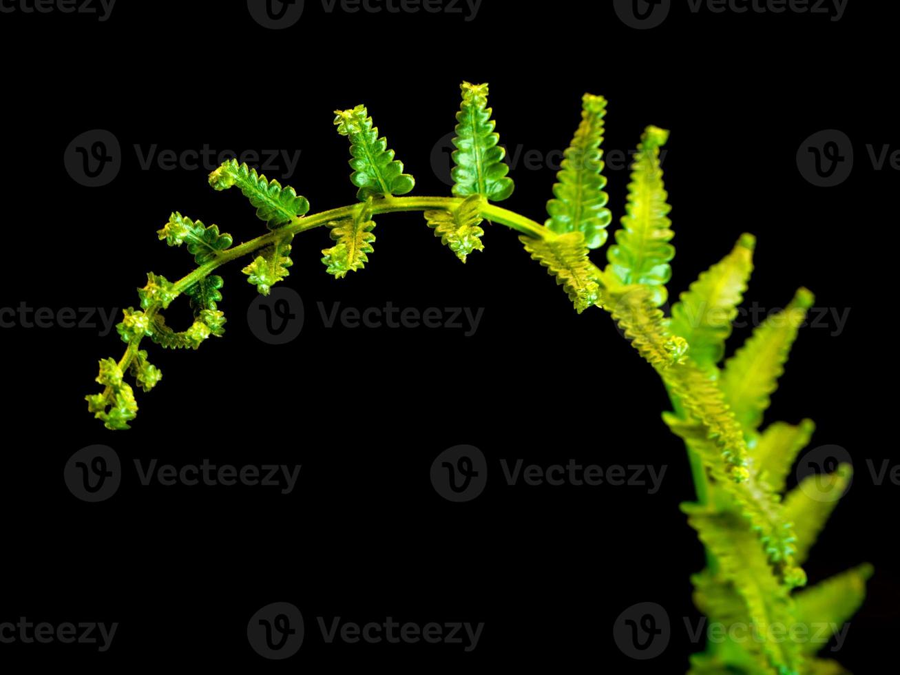 Frescura hoja de helecho sobre fondo negro foto