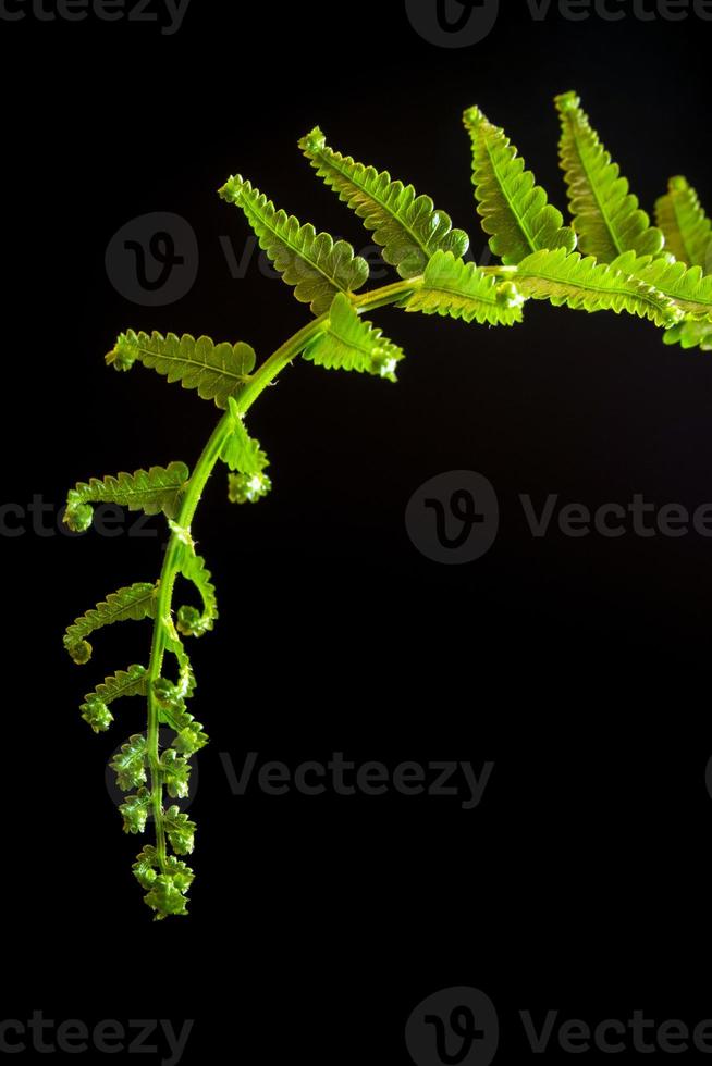 Freshness Fern leaf on black backgrounds photo