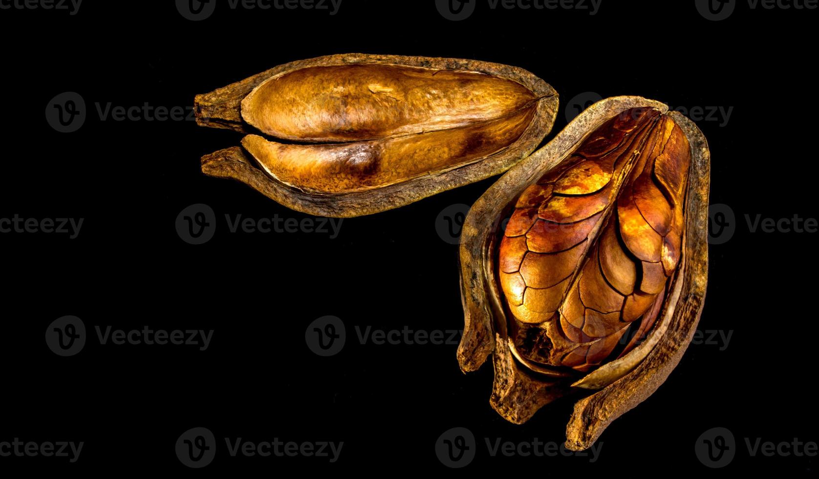 Pods and seeds of Mahogany on black background photo