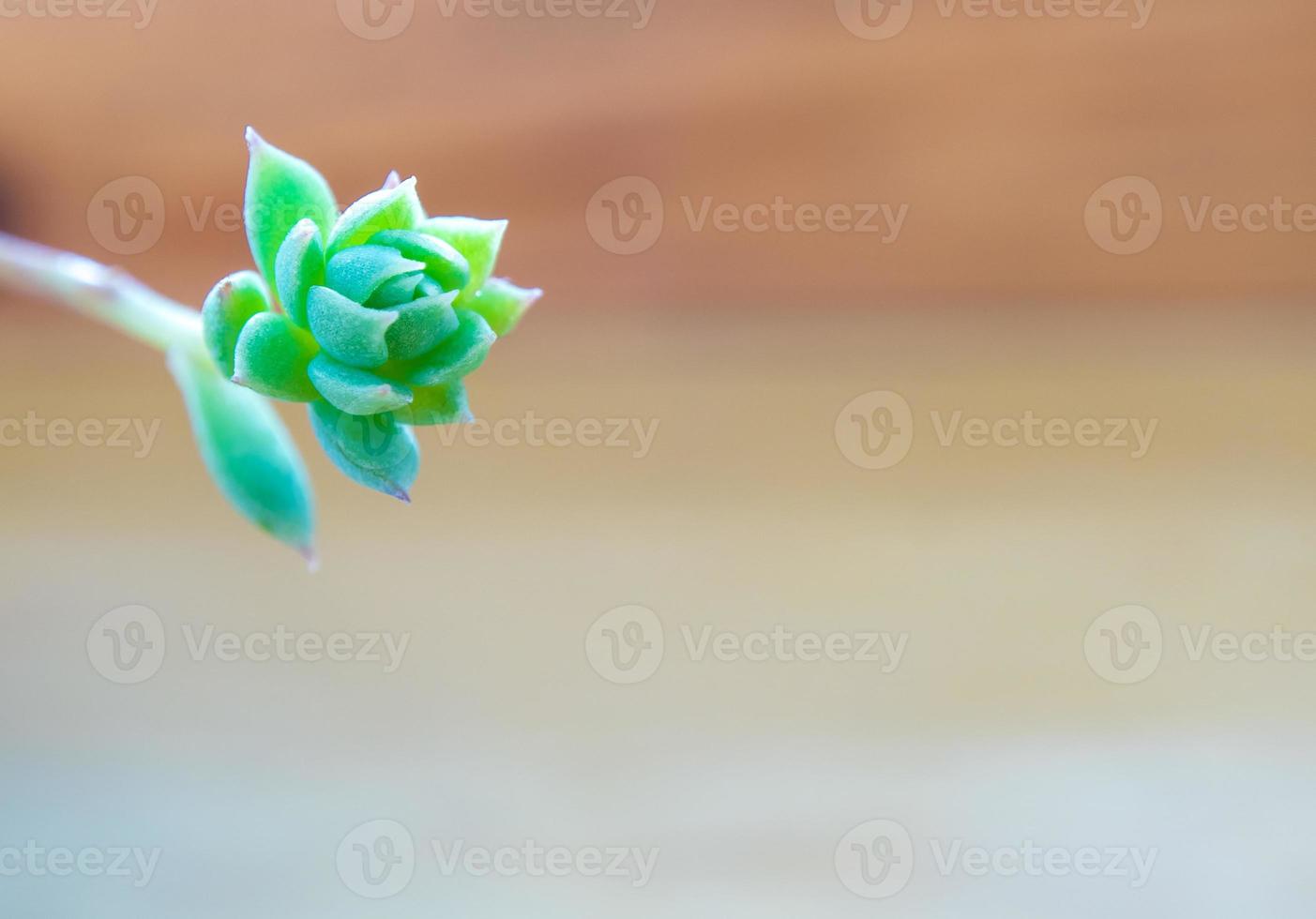 Close-up to bud of succulent plant Graptopetalum Macdougallii photo