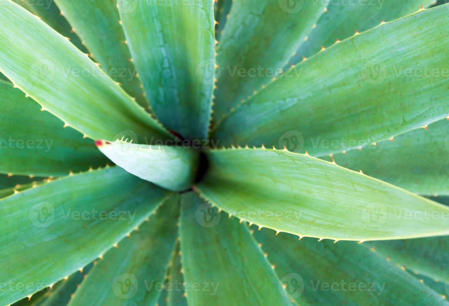 Primer plano de plantas suculentas, espinas y detalles sobre las hojas de la planta de agave foto