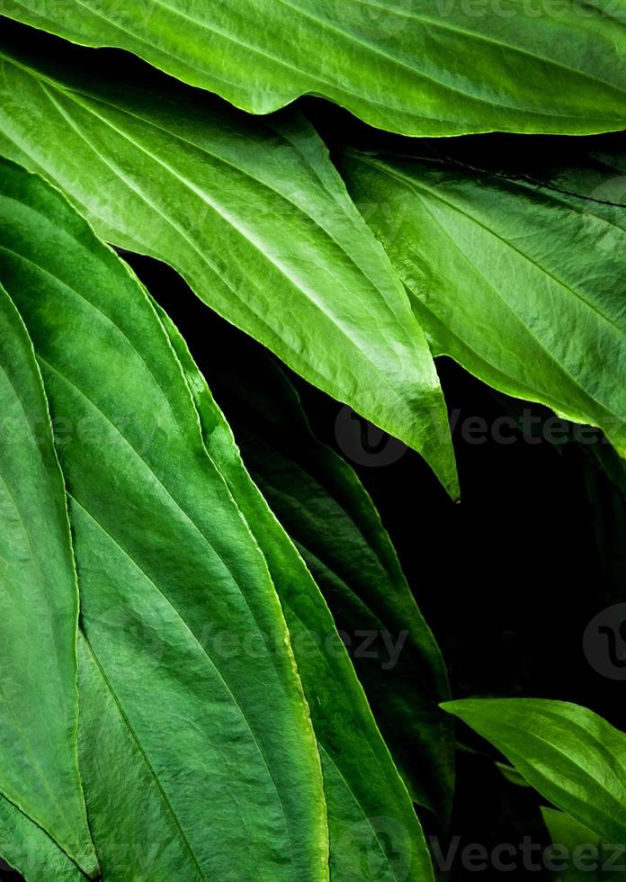 Freshness tropical leaves surface in dark tone as rife forest background photo