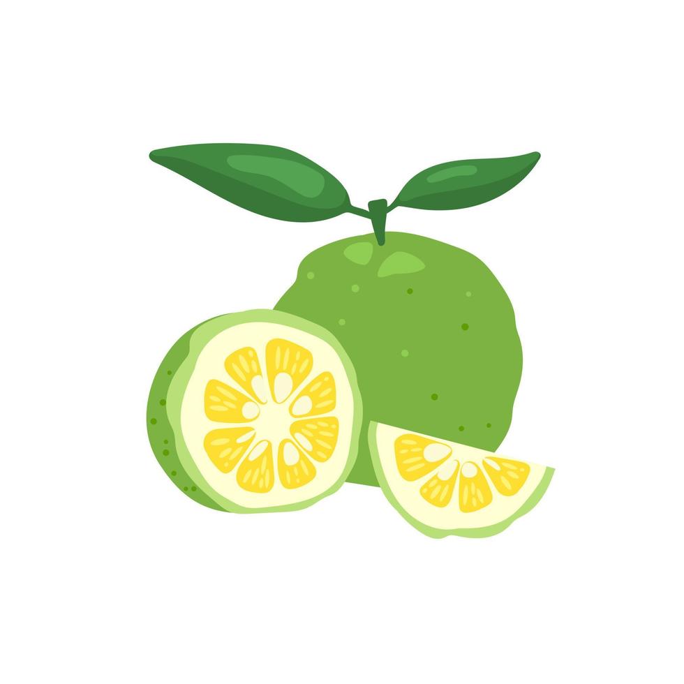 Ilustración de vector de fruta de limón japonés yuzu verde aislado sobre fondo blanco.