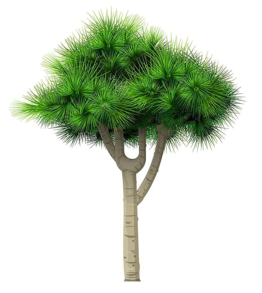 Decorative bonsai green tree pine fir isolated vector