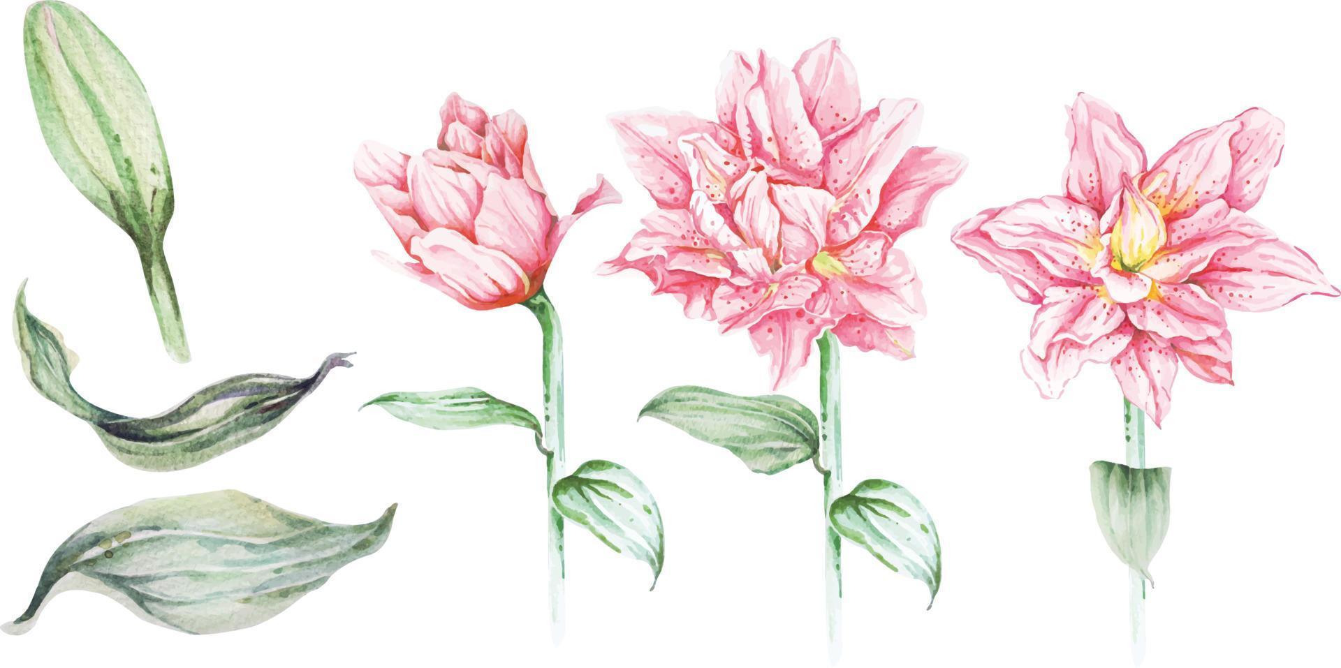 Conjunto de acuarela de lirio. Conjunto de flor de lirio rosa, dibujo con acuarela aislado sobre fondo blanco. Ilustración dibujada a mano, las flores brillantes. Lirios con acuarela. vector