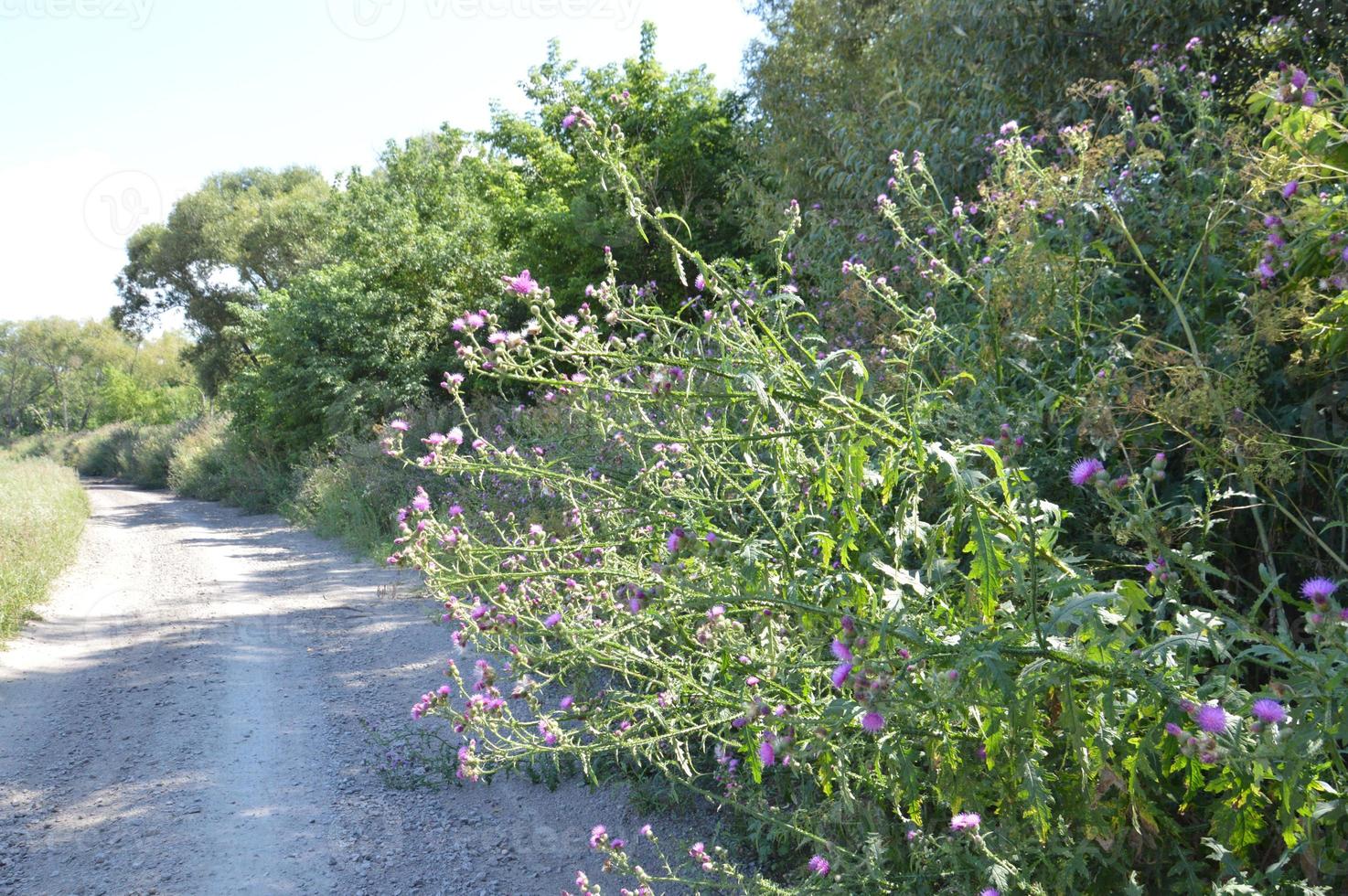 hierba espinosa hogweed crece a lo largo de la carretera foto