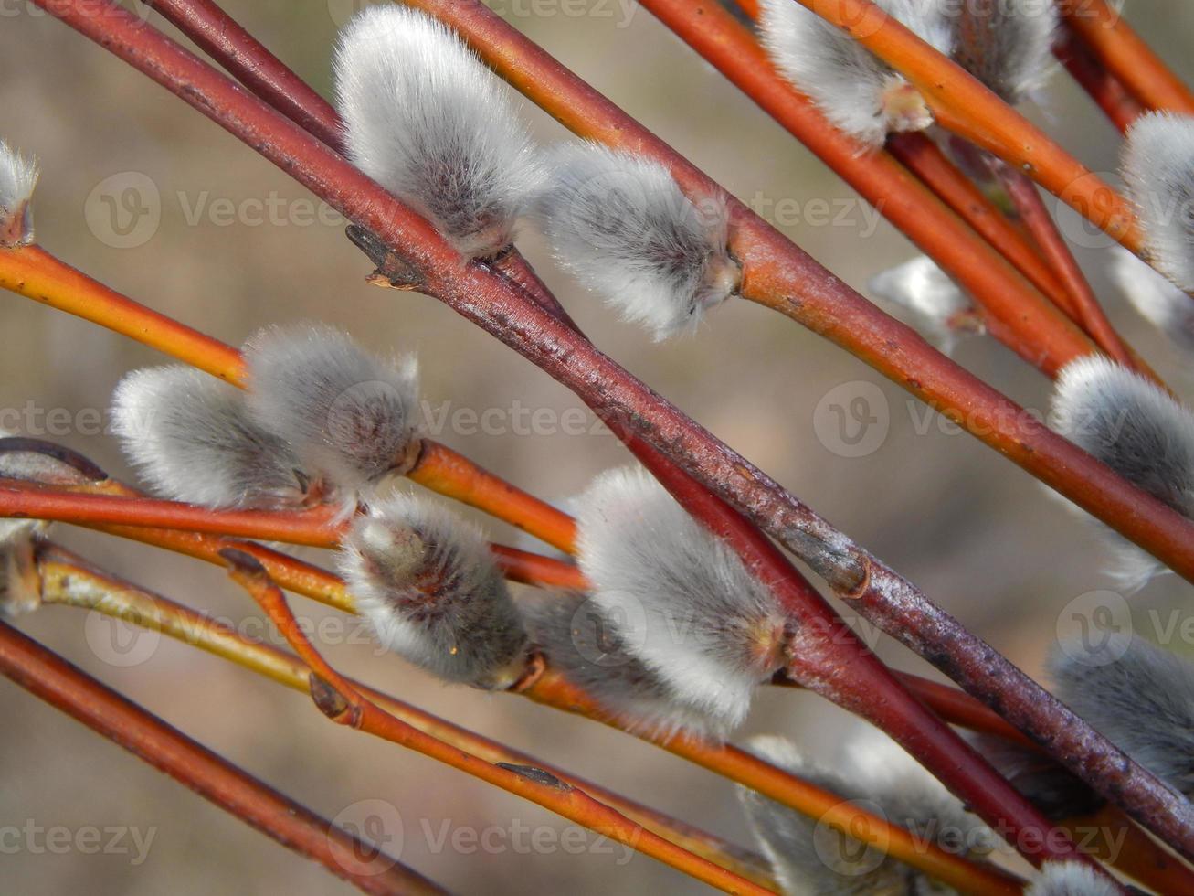 Pussy willow branches with background on the branches of trees in spring blossom photo