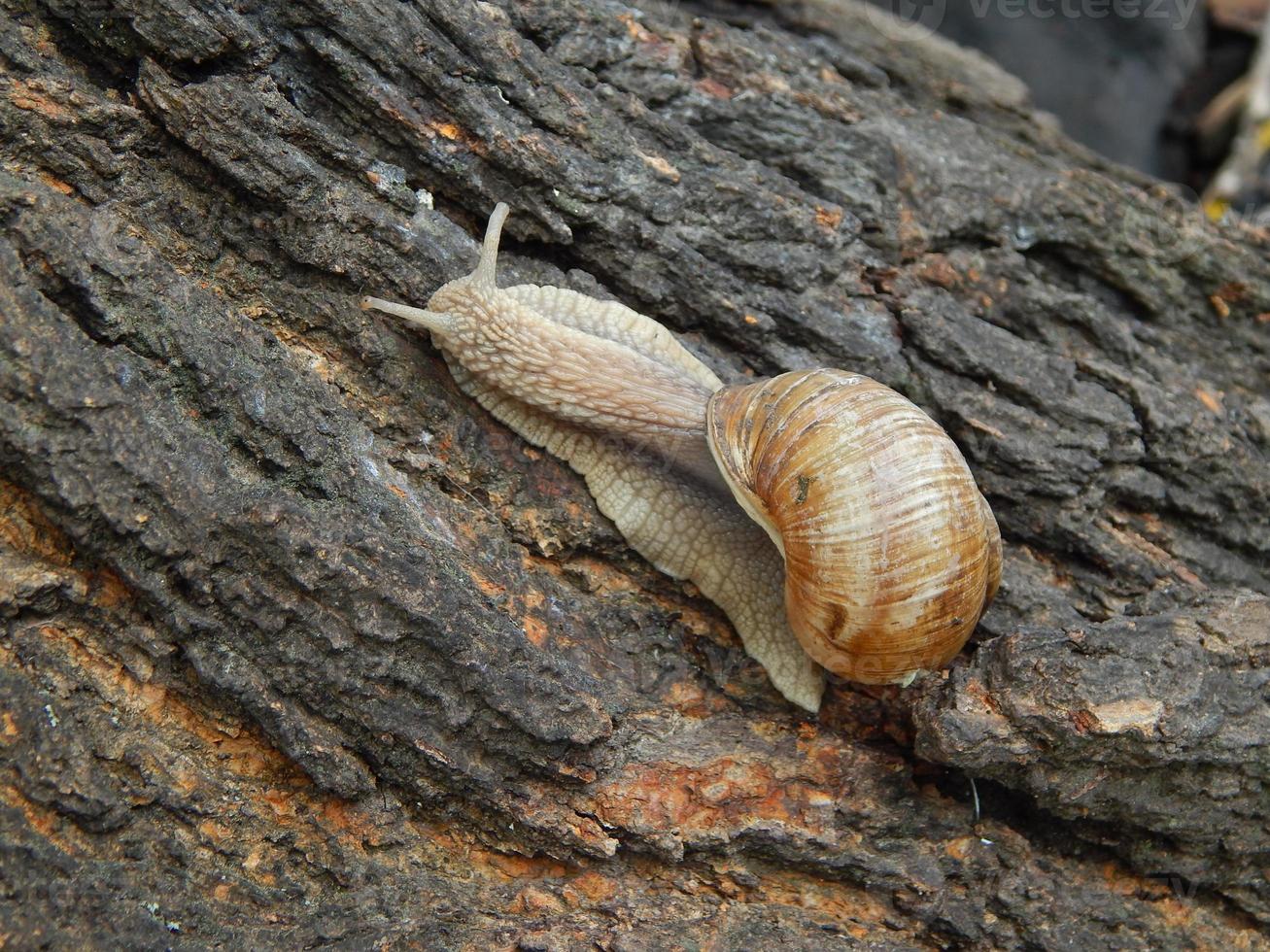 Caracol arrastrándose por la hierba verde en el jardín foto