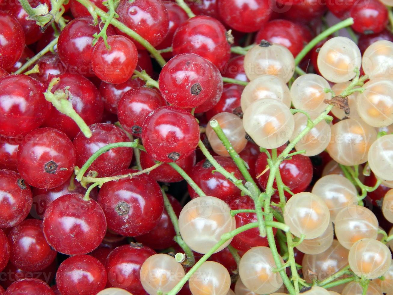 Berry currant harvesting photo