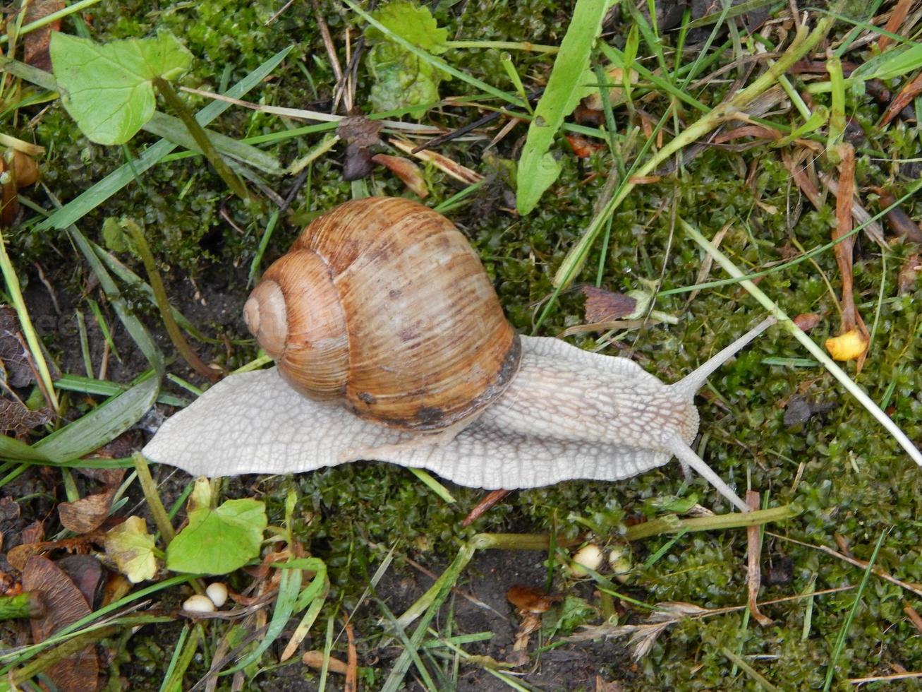 animales en el fondo de un recinto y la naturaleza. foto