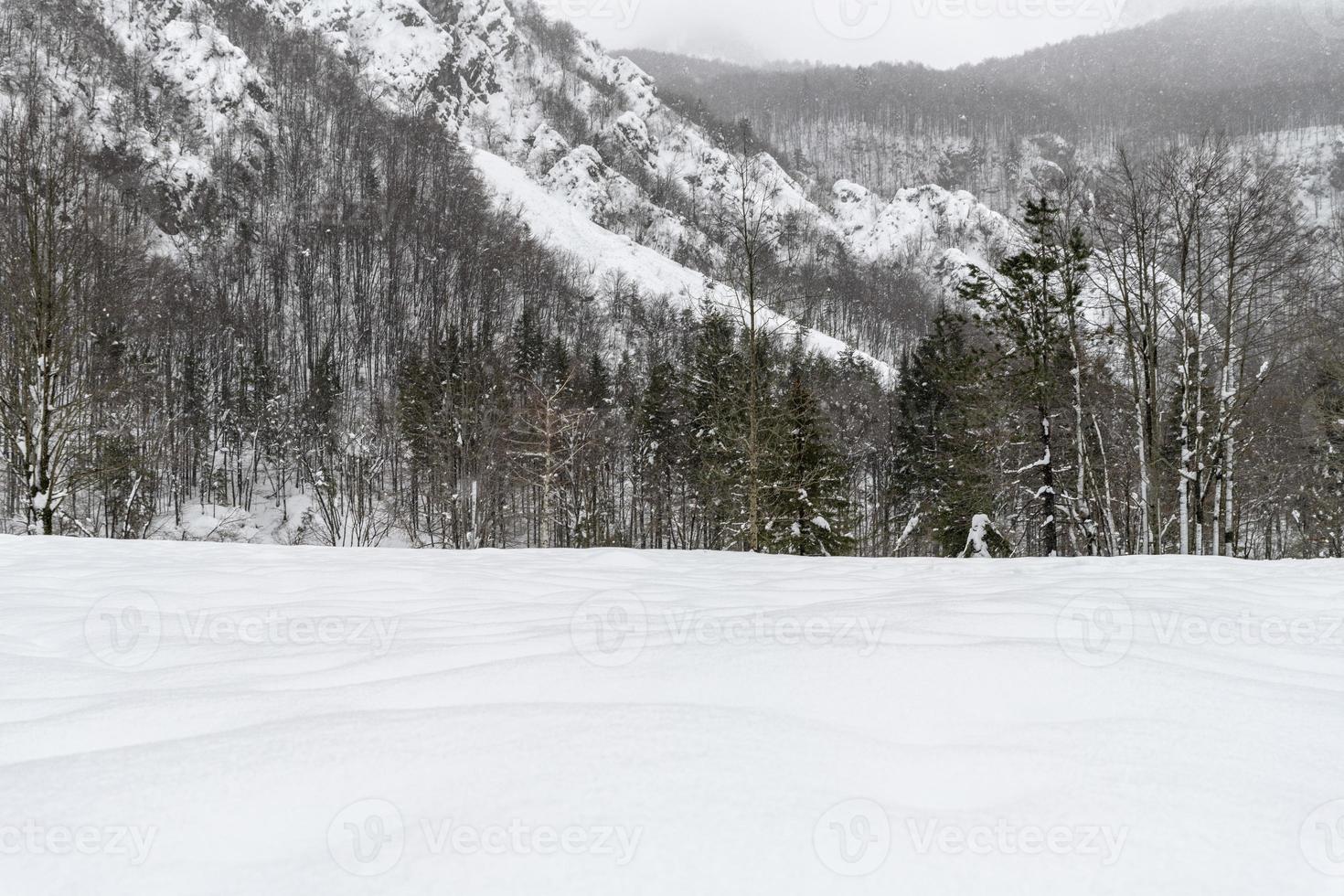 Dusk and colors of the snowy forest. Snow and cold. photo