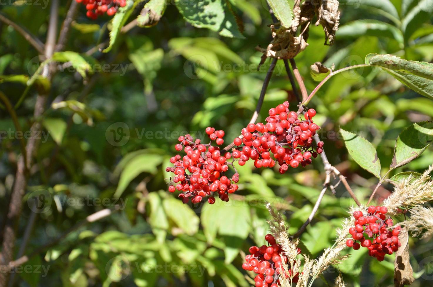 Forest berries on the tree photo