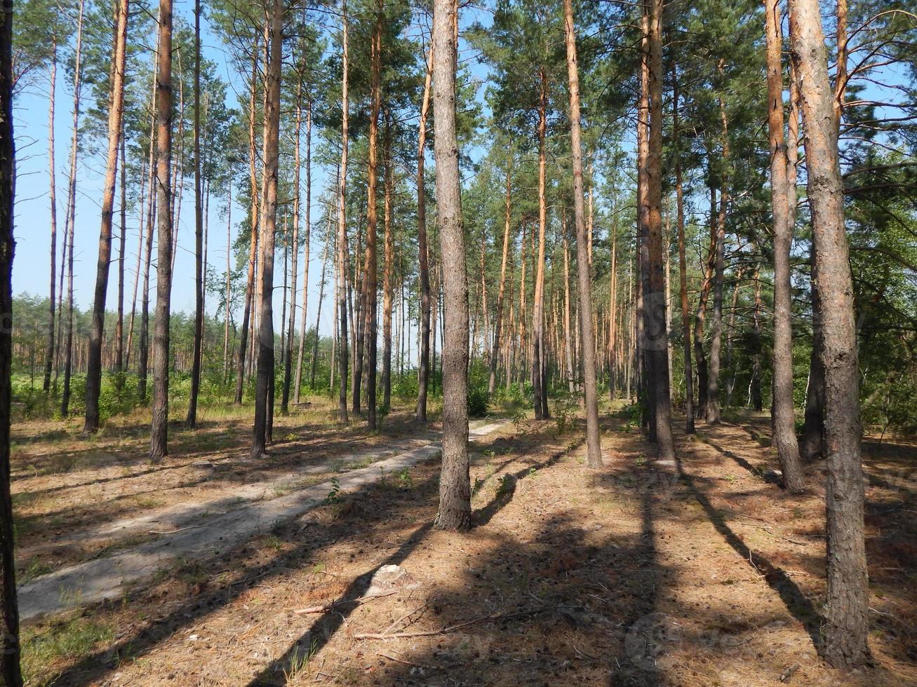 bosque paisaje árboles fondos de pantalla el árbol foto