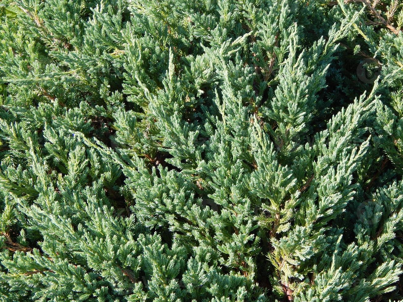 Green background and the landscape in the park photo