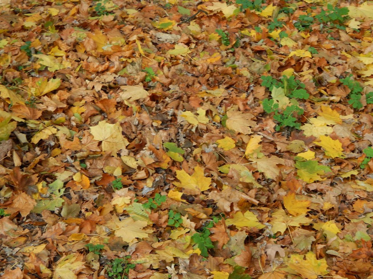 Natural textures of trees and plants photo