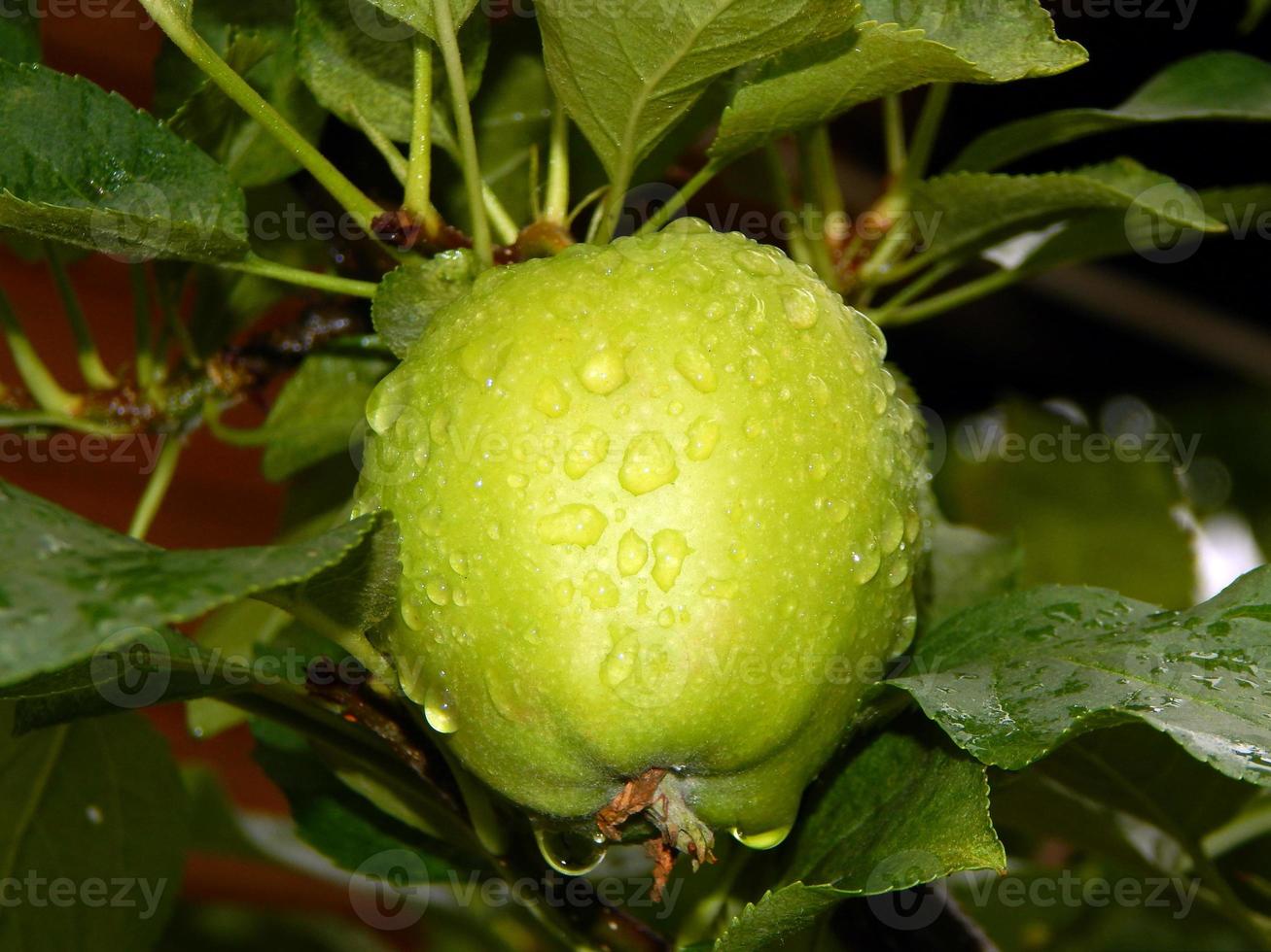 cosecha de verano de frutas y bayas en el jardín del jardín foto