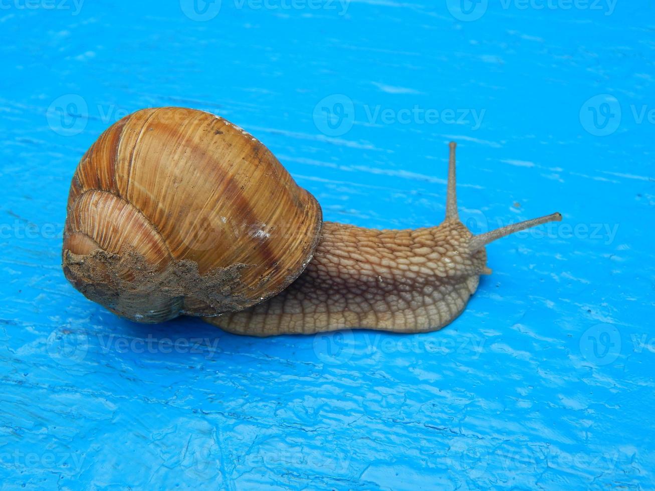 Caracol arrastrándose por la hierba verde en el jardín foto