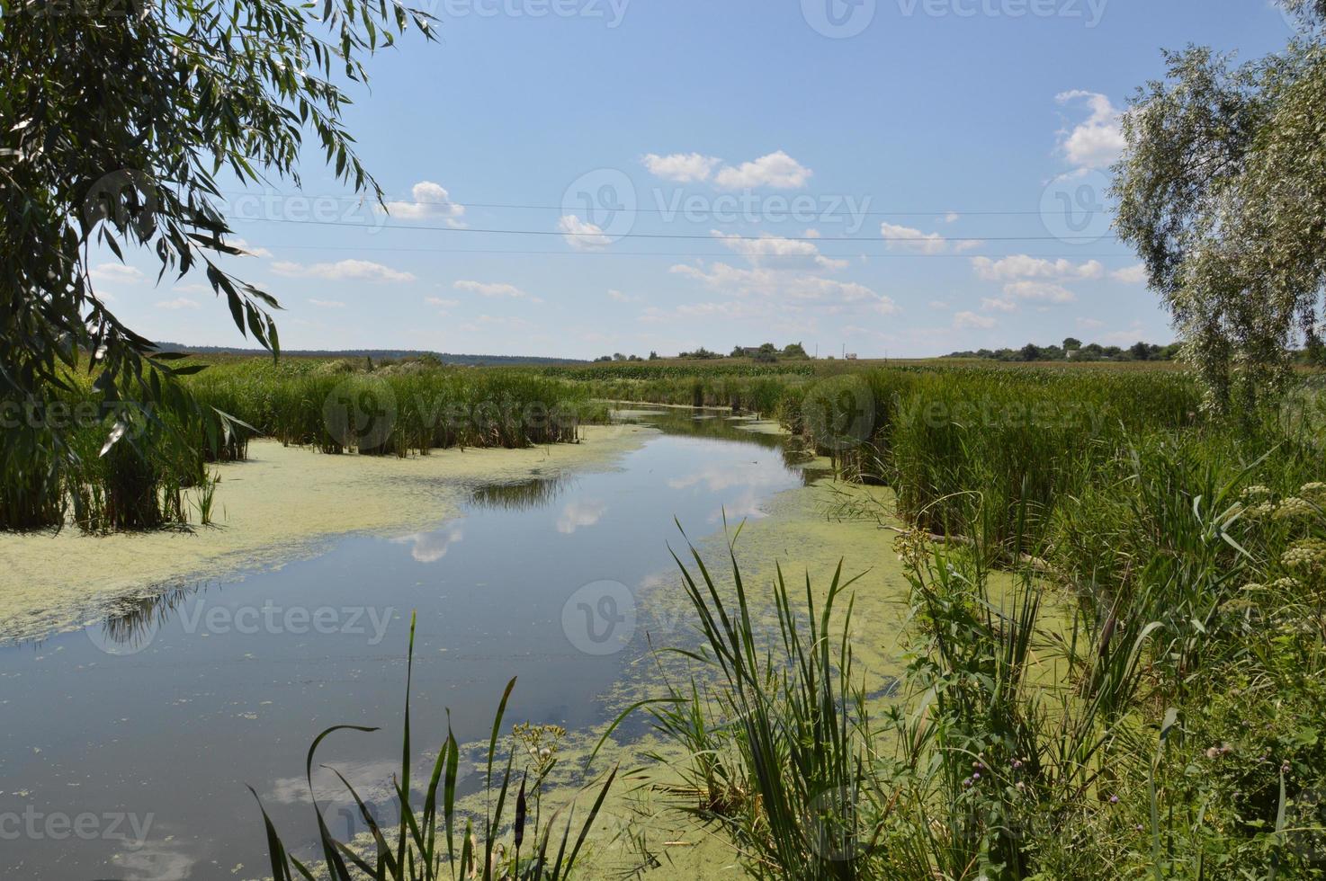 un pequeño río fluye cubierto de juncos y bloqueado por una presa foto