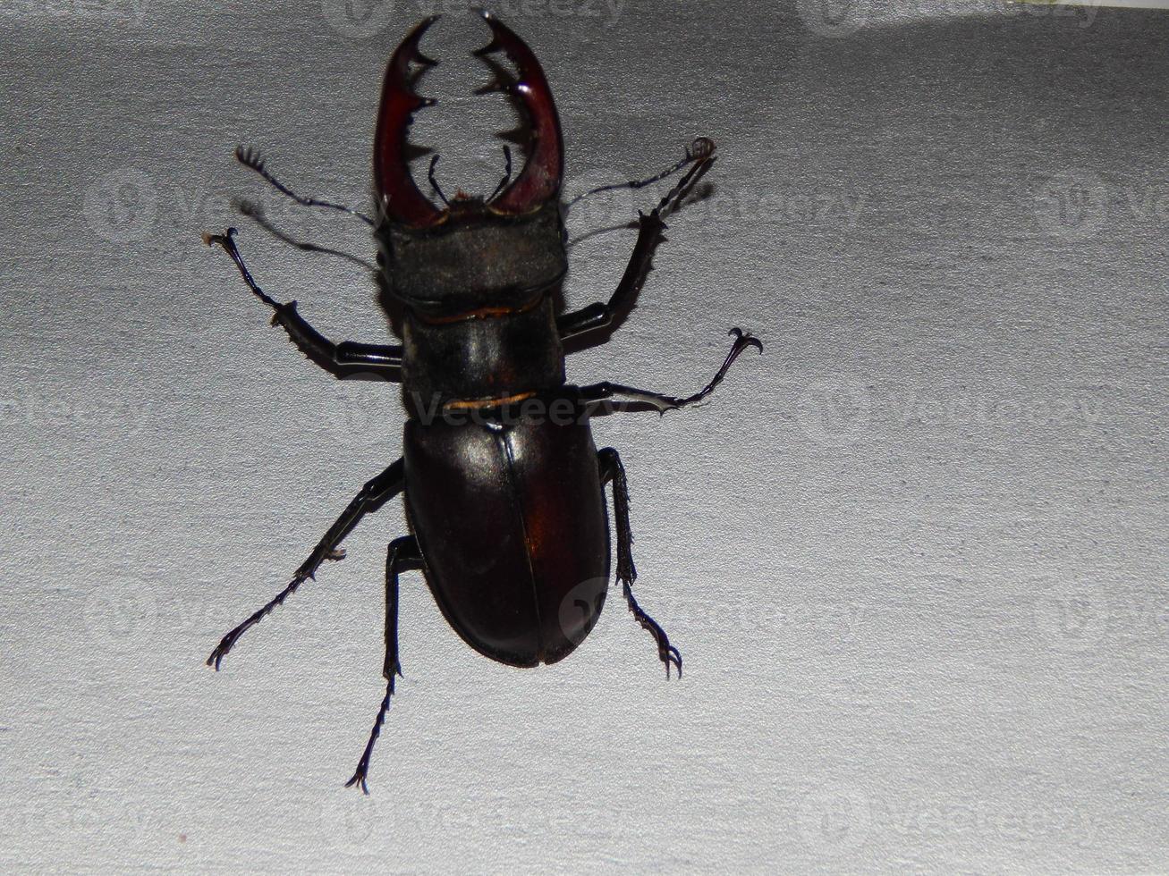 Large beetle stag beetle insects photo
