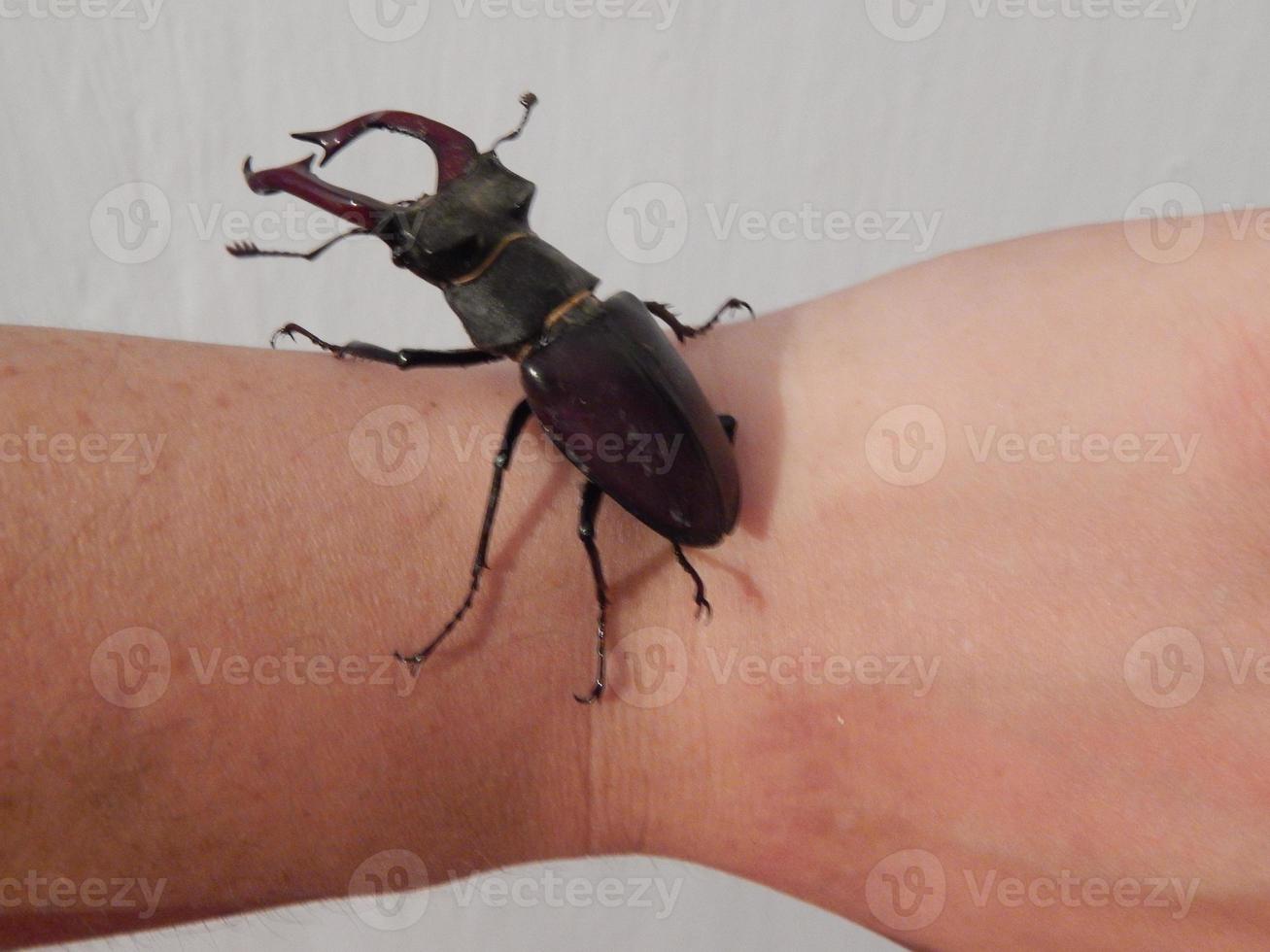 Grandes insectos escarabajo ciervo escarabajo foto