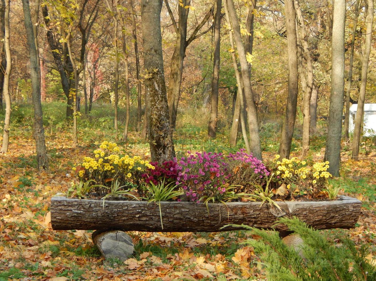 paisajismo jardín en el arte del parque foto