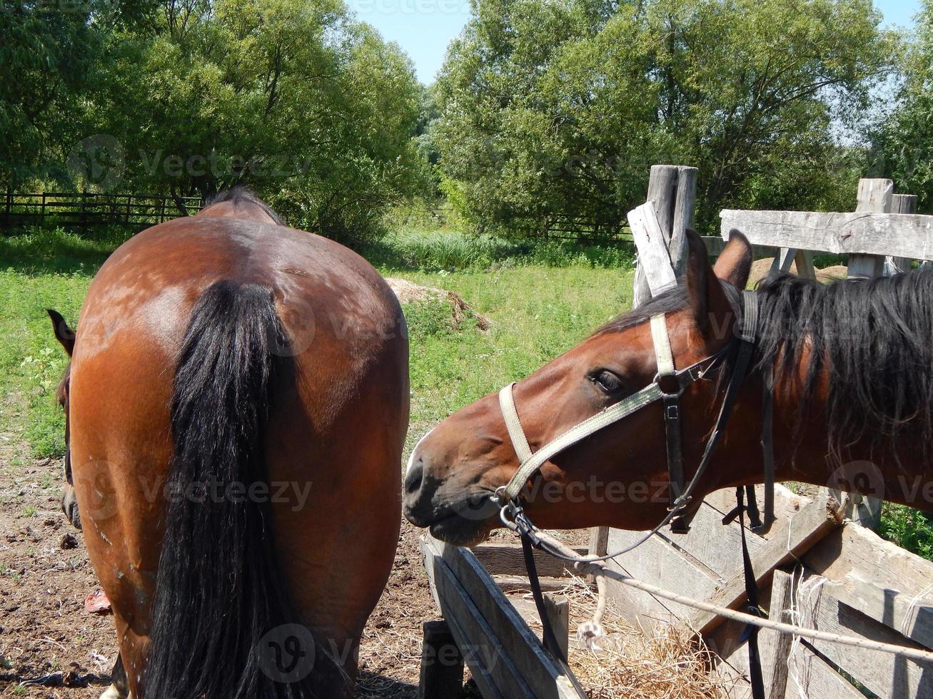 animales en el fondo de un recinto y la naturaleza. foto