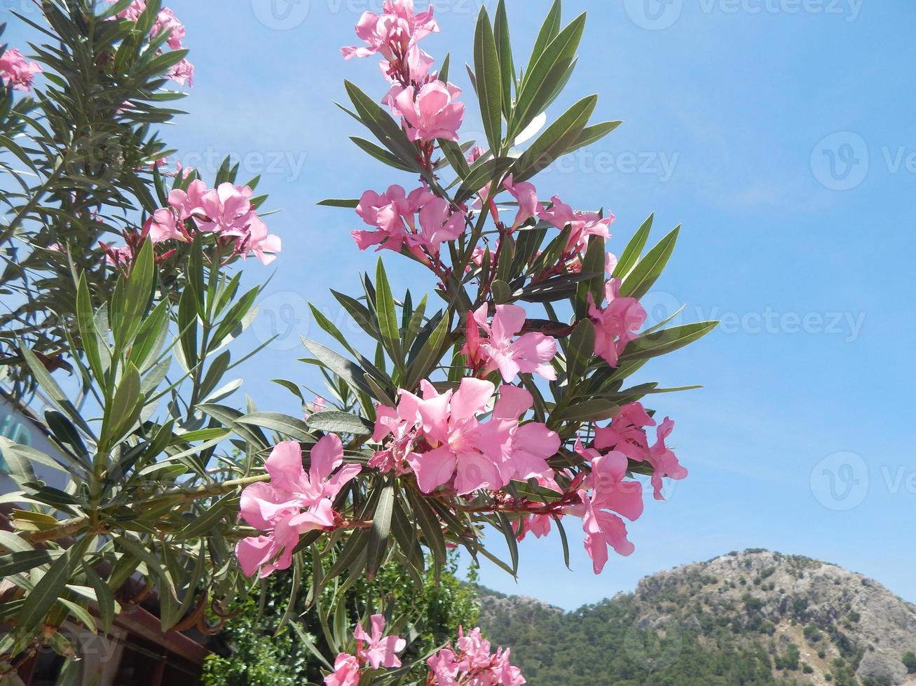 textura naturaleza árbol flores foto