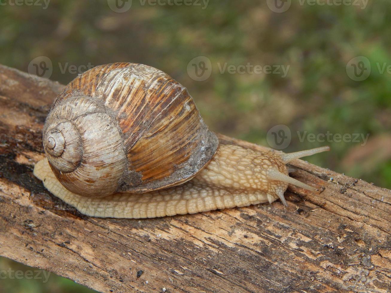 Caracol arrastrándose por la hierba verde en el jardín foto