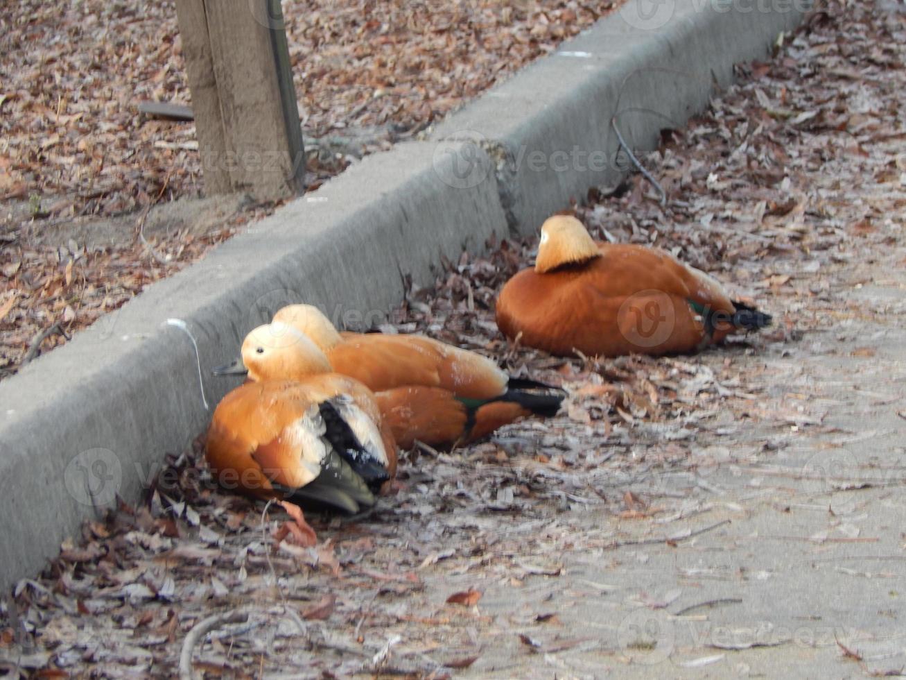 Zoo animals in cages and aviaries photo