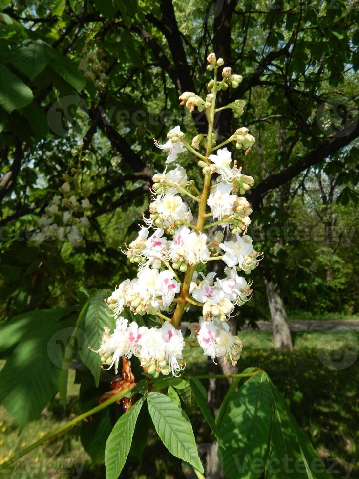 flores en flor arboles y arbustos foto