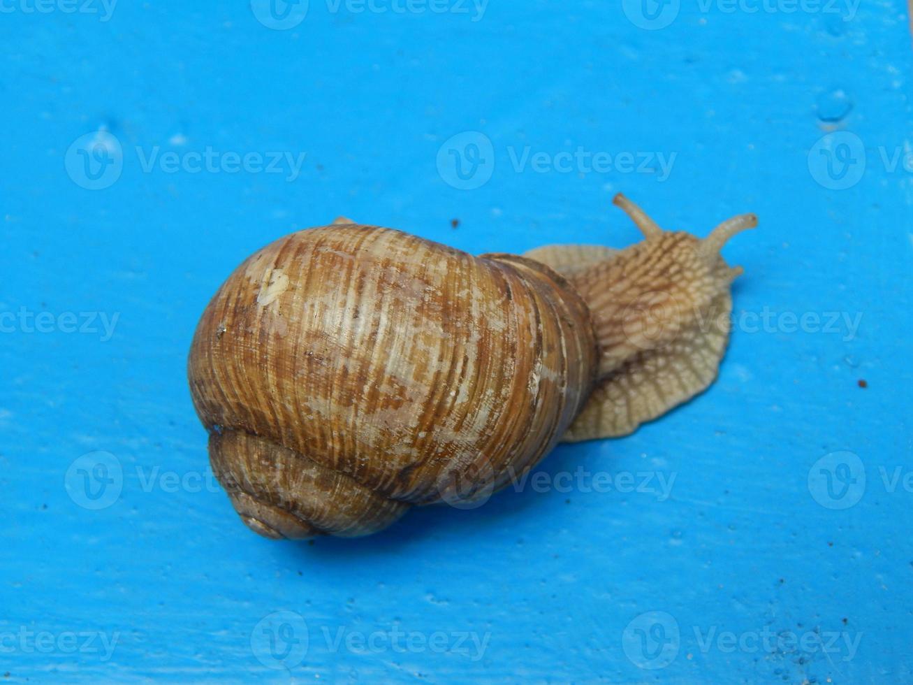 Caracol arrastrándose por la hierba verde en el jardín foto